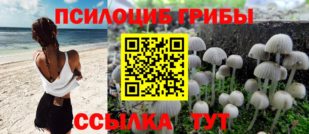 Галлюциногенные грибы Psilocybe Котлас